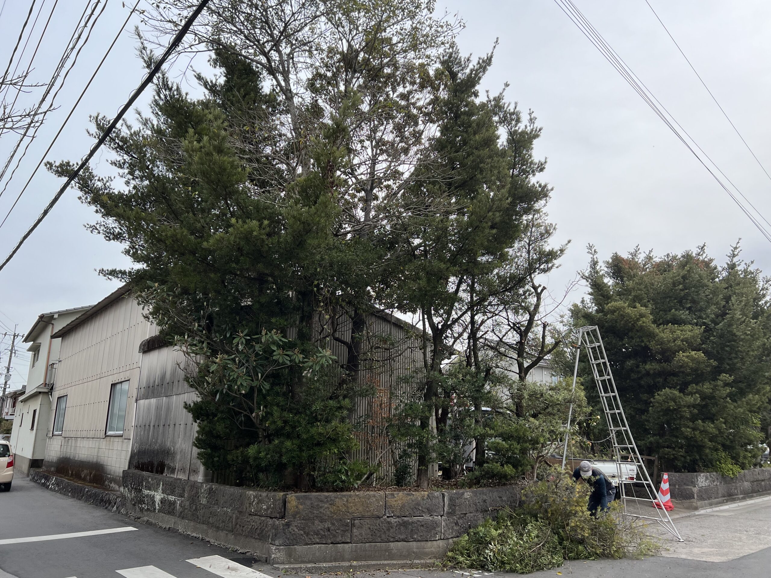 道路に越境した樹木の強剪定