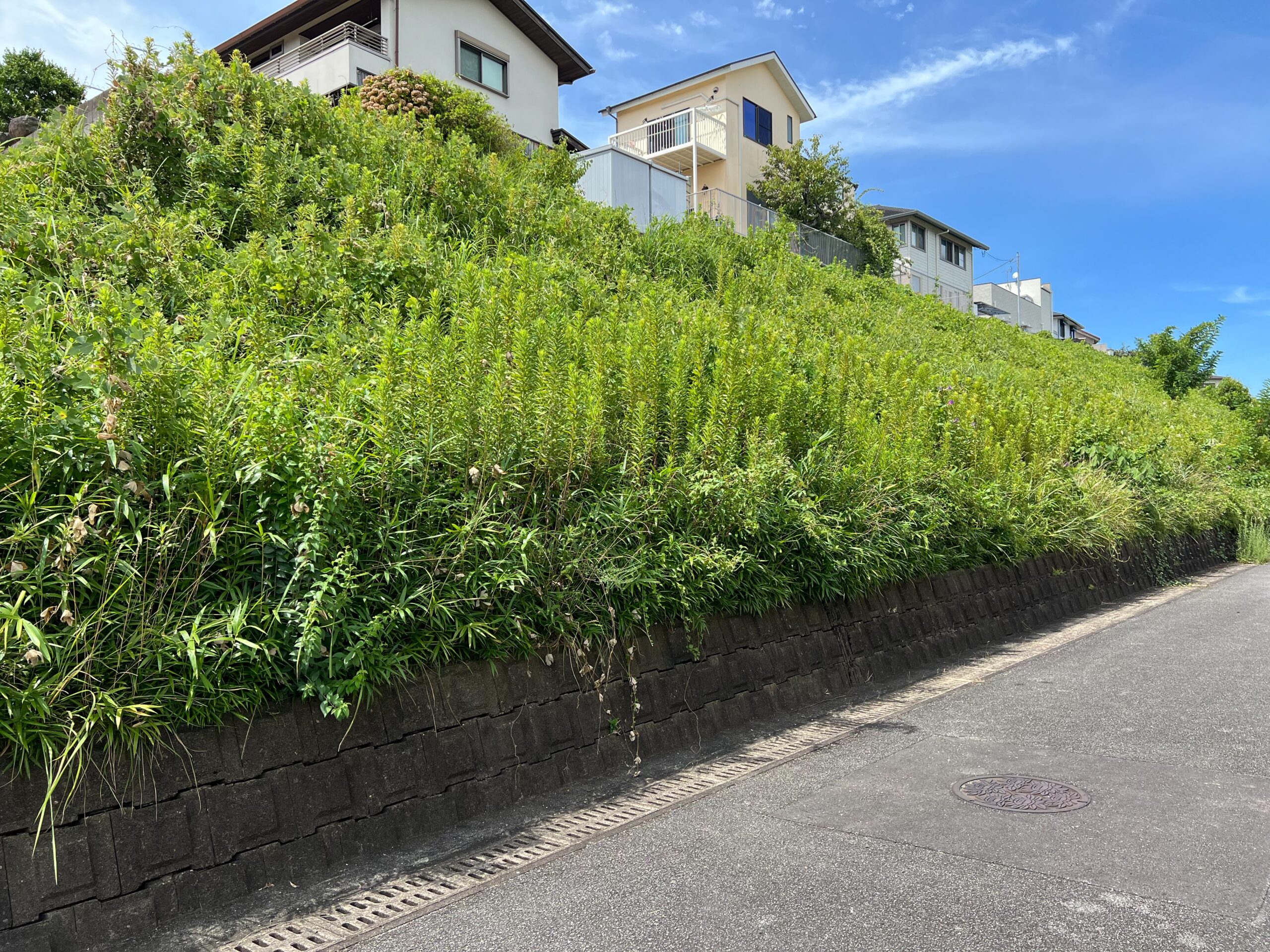 結構地獄、、法面草刈り編